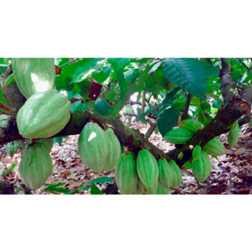 Ecuador finca garyth 70