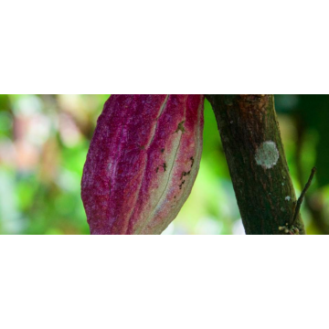 Philippines auro harana 72